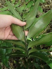 Asplenium oblongifolium