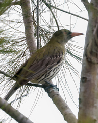 Oriolus sagittatus