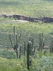 Pachycereus pringlei