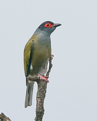 Sphecotheres vieilloti