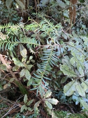 Prumnopitys ferruginea