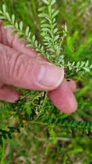 Ozothamnus