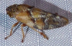 Aphrophora