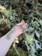 Prumnopitys ferruginea