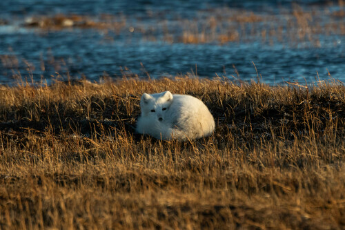 Arctic Fox photographed in Alaska