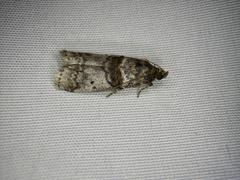Acrobasis rubrizonella