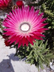 Phaenocoma prolifera