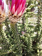 Phaenocoma prolifera