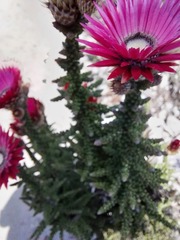 Phaenocoma prolifera