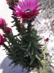 Phaenocoma prolifera