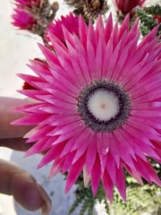 Phaenocoma prolifera