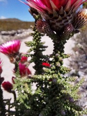 Phaenocoma prolifera