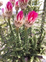 Phaenocoma prolifera