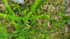Ozothamnus