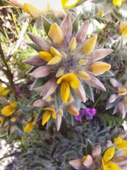 Crotalarieae