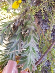 Crotalarieae
