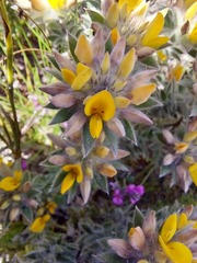 Crotalarieae