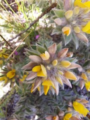 Crotalarieae