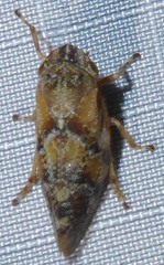 Aphrophora