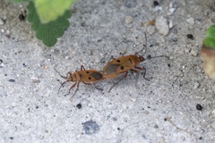 Pyrrhopeplus posthumus