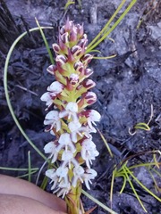 Disa obtusa hottentotica