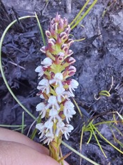 Disa obtusa hottentotica