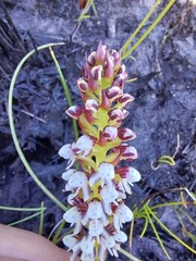 Disa obtusa hottentotica