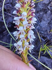 Disa obtusa hottentotica