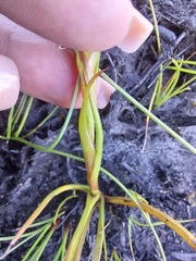 Disa obtusa hottentotica