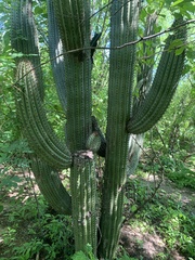 Stenocereus thurberi