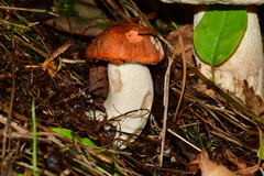 Leccinum albostipitatum