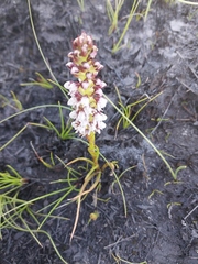 Disa obtusa hottentotica