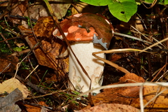Leccinum albostipitatum