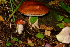 Leccinum albostipitatum