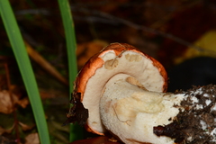 Leccinum albostipitatum