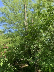 Stenocereus thurberi