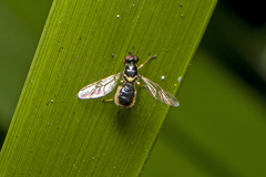 Acanthasargus