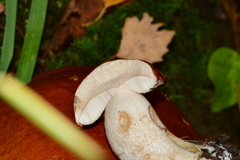 Leccinum albostipitatum