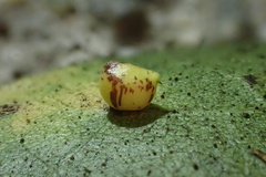 Dryocosmus dubiosus