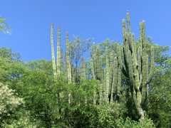 Stenocereus thurberi