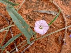 Convolvulus remotus