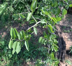 Celtis pallida
