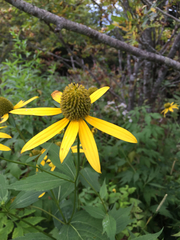 Rudbeckiinae