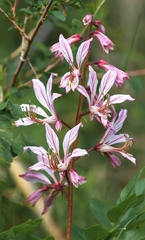 Dictamnus angustifolius