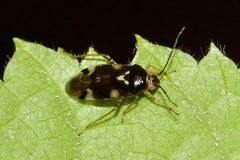Orthops basalis