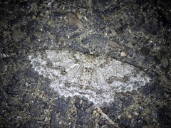 Ectropis crepuscularia