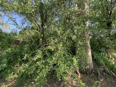 Celtis pallida