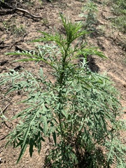 Ambrosia confertiflora