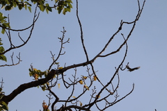 Dryobates pubescens