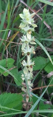 Sideritis montana